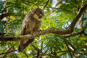Mottled wood owl - Strix ocellata large owl found in India and Nepal, found in gardens and thin...