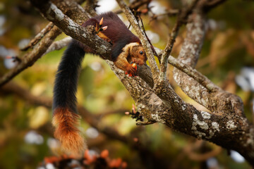 Indian or Malabar giant squirrel - Ratufa indica large multi-coloured tree squirrel endemic to...