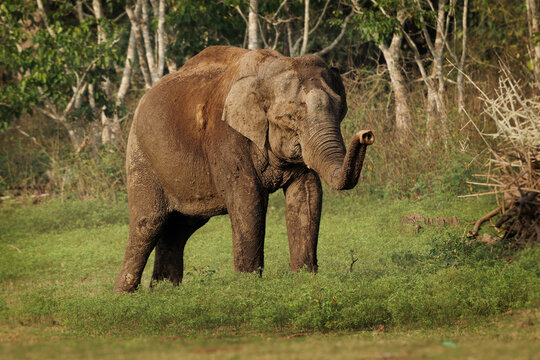 Asian Elephant - Elephas maximus in the indian forest, also called Asiatic elephant, only living species of the Elephas, distributed from India, to Nepal, to Sumatra and to Borneo in the east