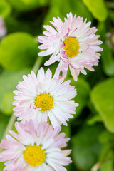 Pink flower. Chamomile. Gardening. A greeting card