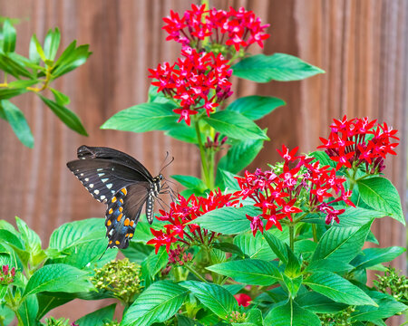 Spicebush Swallowtail Butterfly on Red Penta Flowers