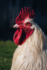 Portrait of a white rooster