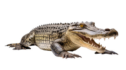 Obraz premium crocodile isolated on a transparent background