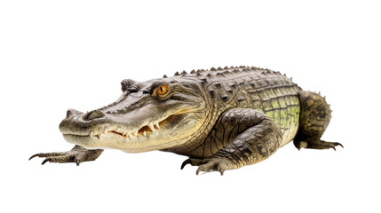Naklejka premium crocodile isolated on a transparent background