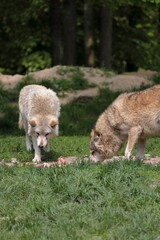 Canadian wolf group in wildpark in Bad Mergentheim in germany.