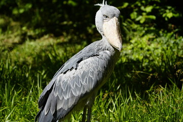 The Shoebill (Balaeniceps rex) also known as Whalehead or Shoe-billed Stork, is a very large stork-like bird. Bird Park, Walsrode, Germany.


