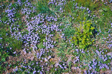Wild violets from a Sunday walk between Panengen and Evjua by Lake Mjosa a day of May 2024.