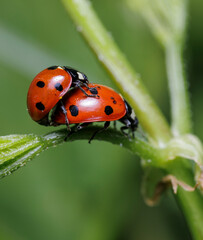 Ladybugs during mating