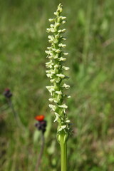 Orchideen in Kanada: Nördliche grüne Orchidee oder Nordwindmoororchidee (Platanthera aquilonis), eine Art selbstbefruchtender Orchidee, die in den Vereinigten Staaten, Alaska und Kanada vorkommt.