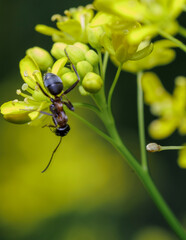 the ant looking for food