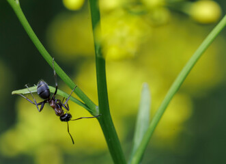 the ant looking for food