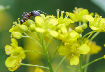 the ant looking for food