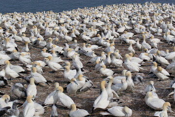Basstölpel (Morus bassanus), grosse Kolonie in Kanada, Ostküste