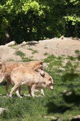 Canadian wolf group in wildpark in Bad Mergentheim in germany.