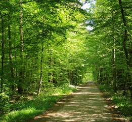 Leśne widoki na wiosennym spacerze