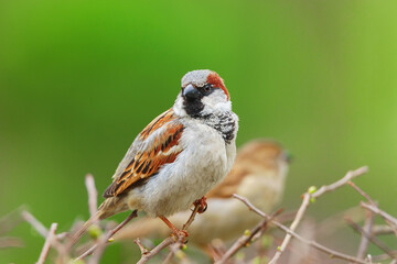 closeup of a House sparrow standing on a tree...