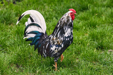 a motley rooster standing on one leg.