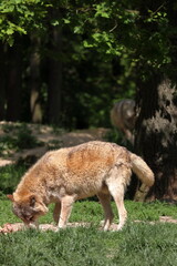 Canadian wolf group in wildpark in Bad Mergentheim in germany.