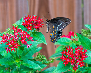 Spicebush Swallowtail Butterfly Feeding on Red Penta Blooms