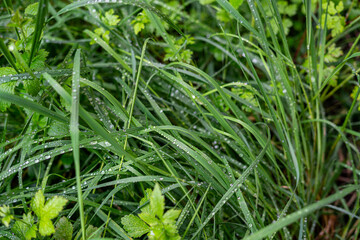 Close-up of rain drops on the grass