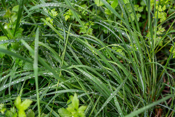 Close-up of rain drops on the grass