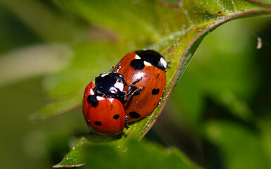 Obraz premium two ladybirds on a leaf