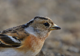 Brambling (Fringilla montifringilla) female closeup in spring.	

