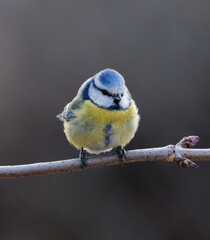 Eurasian blue tit (Cyanistes caeruleus) sitting on a branch in the garden in spring.	
