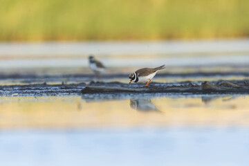 Common ringed plover or ringed plover (Charadrius hiaticula) in the wetlands in summer.	