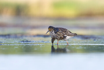 Ruff (Calidris pugnax) male feeding in the wetlands in summer.	
