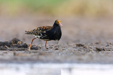 Ruff (Calidris pugnax) male feeding in the wetlands in summer.	
