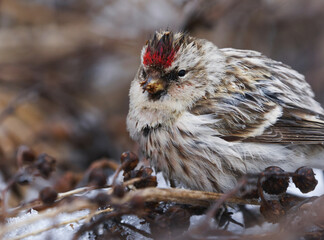 Common redpoll (Acanthis flammea) feeding on tansy seeds closeup in early spring.	
