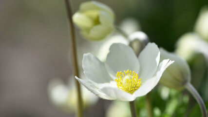 Anemone sylvestris. delicate flowers in the garden, in the flowerbed. floral background. beautiful delicate Anemone sylvestris. white flowers on a natural green background. close-up. spring season
