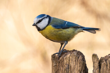 Blaumeise