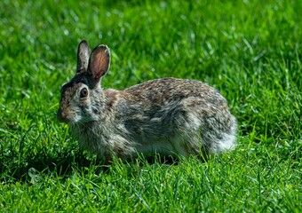 WILD RABBIT 