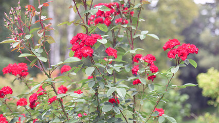 Red roses on a bush in the garden, close-up. delicate pink rose flower with green leaves. Red Rose Magic. beauty in the garden. concept of romance, gift. pink rose flower background.