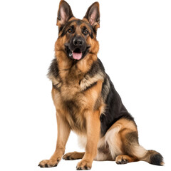 German Shepherd, isolated on white background, perfect for PNG diecut