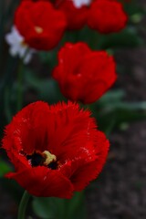 red poppy flower