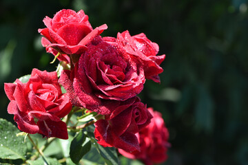 Red rose flower background. Red roses on a bush in the garden, close-up. Red rose flower with water drops after rain or morning dew. Red Rose, magic, Plant care, landscaping, holiday gift for a girl