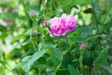Obraz premium pink rose flower background. Red roses on a bush in the garden, close-up. delicate pink rose flower with green leaves. Red Rose Magic. beauty in the garden. concept of romance, gift
