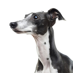 Italian Greyhound, isolated on white background, perfect for PNG diecut