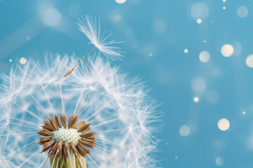 dandelion on blue background, A close-up of a dandelion against a vibrant blue background captures the essence of nature's beauty