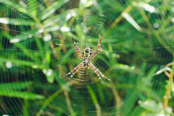 Spider in the middle of the nest