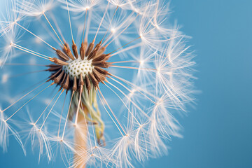 dandelion seeds on black, A close-up of a dandelion against a vibrant blue background captures the essence of nature's beauty