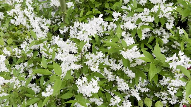 Busy Bees Pollinating Deutzia Gracilis: A Vibrant Display of White Blossoms Amidst Lush Green Leaves