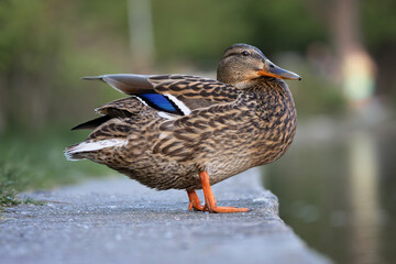 female mallard relaxing near the duck pond