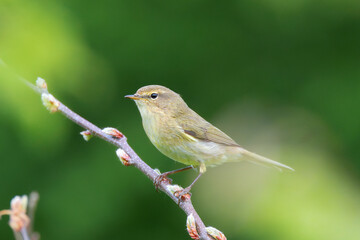 male common chiffchaff on a branch