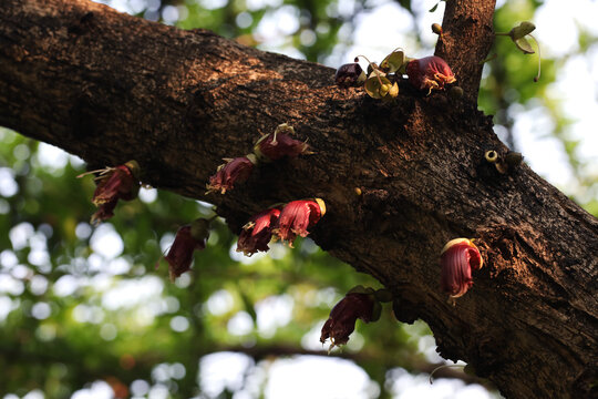 Mexican calabash or Morro fruit (Cresentia alata) with blooming flowers on tree trunk