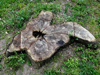 strange shaped stump