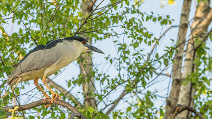 Closeup of a black-crowned night heron perched in a tree in spring.